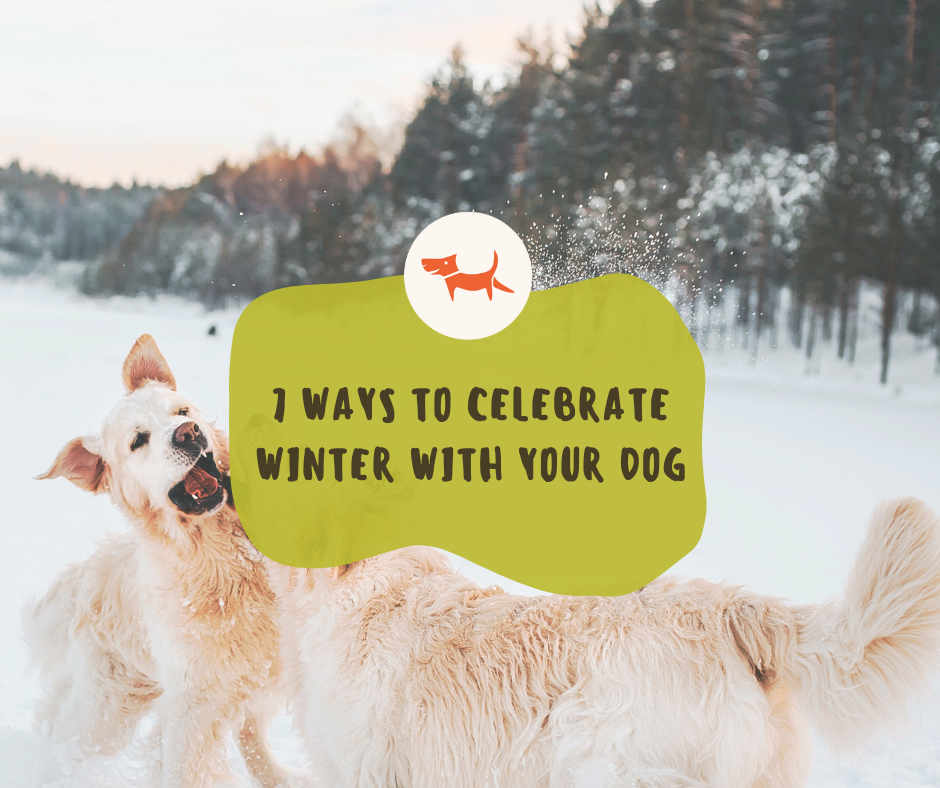 7 Ways to Celebrate Winter With Your Dog