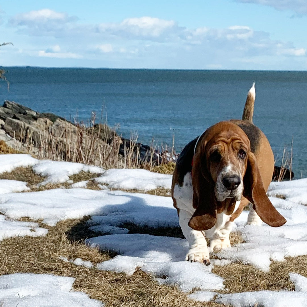 7 Chill Ideas to Get Your Dog to Poop in the Snow