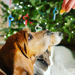 9 Ways To Deck The Halls With Dooloops