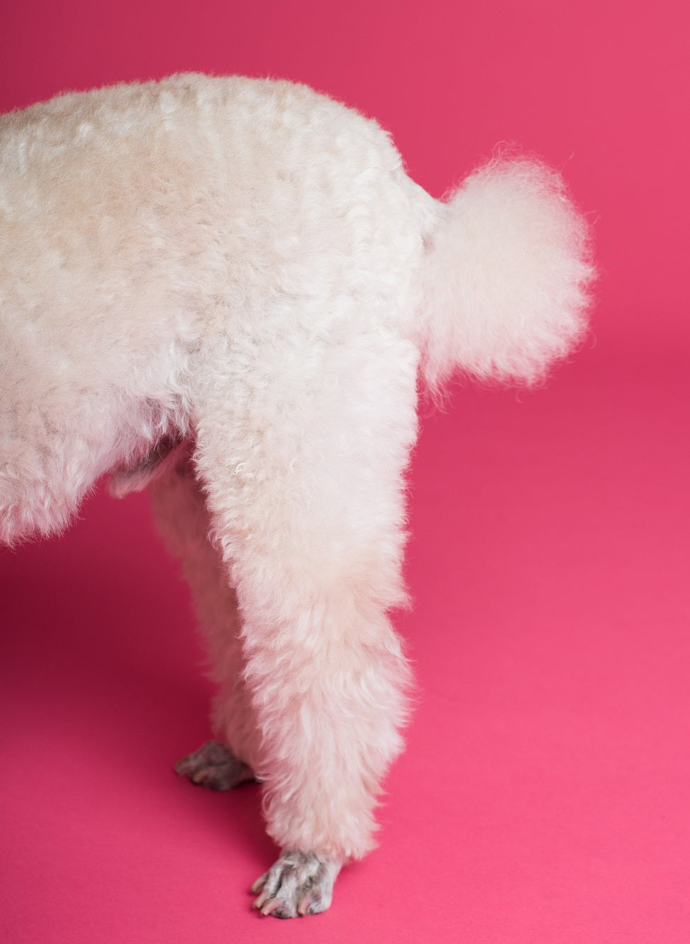 Dog Bum 101: Should I Wipe My Dog's Butt?