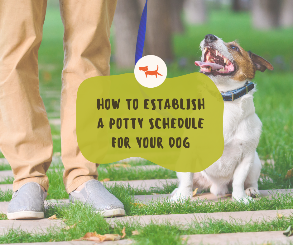 The Importance of Routine: How to Establish a Potty Schedule for Your Dog