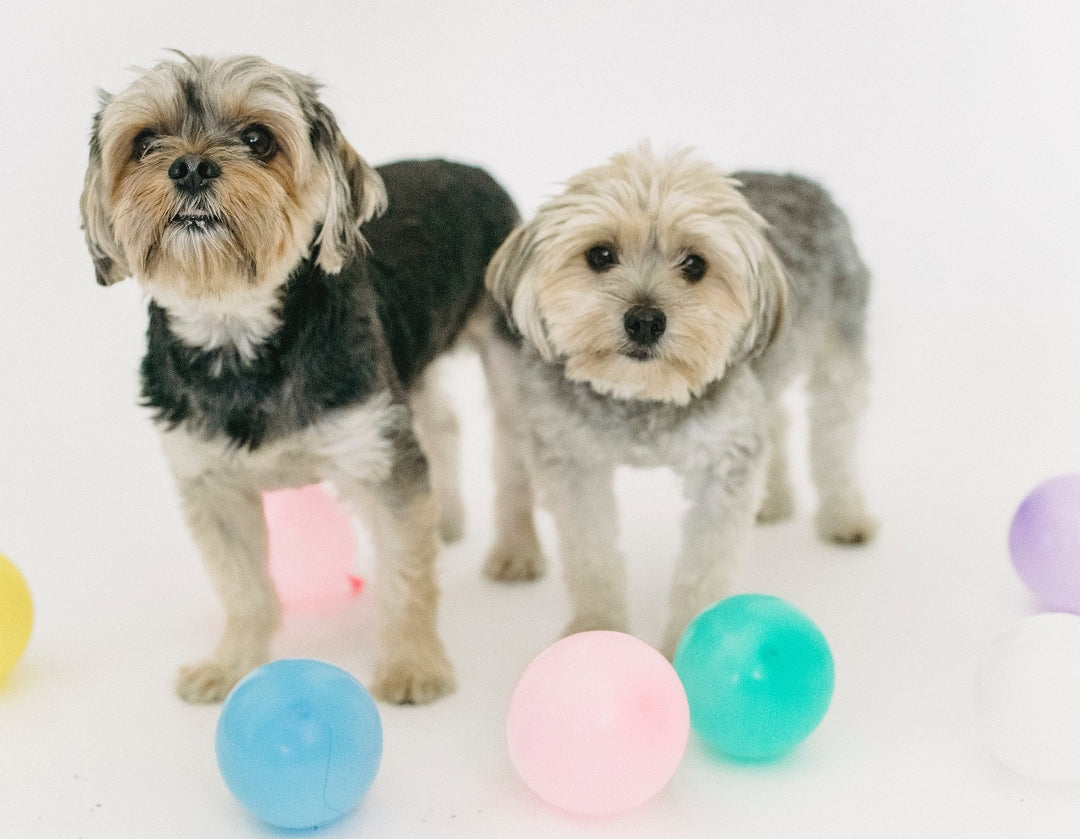 8 Ways a Dog – or Dog Poop – Can Bring You Luck this New Year