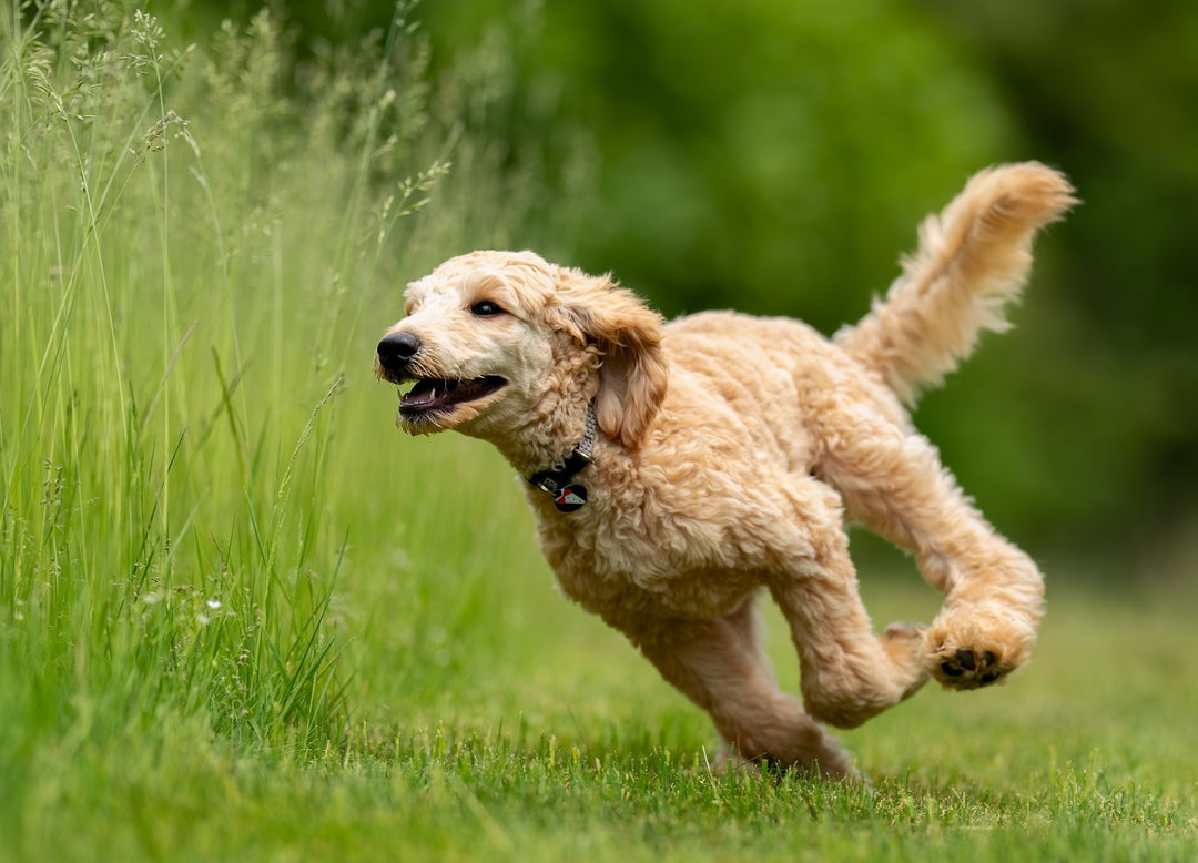 7 Pet Tags and Trackers that Help Bring Lost Dogs (and Cats) Safely Home