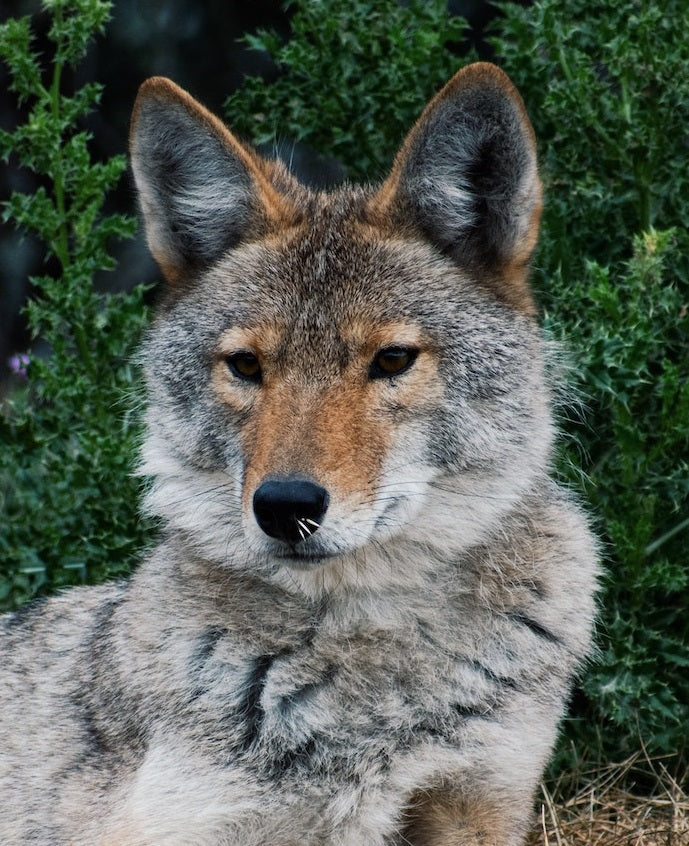 Poop Sleuthing: Dog Poo vs Wildlife Poo