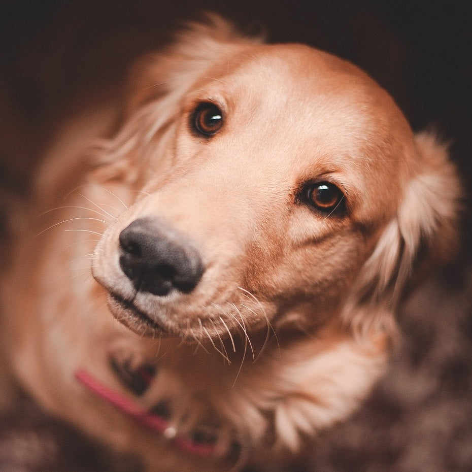 7 Ways Your Dog Inspires You to Let Go of Everyday Sh*t