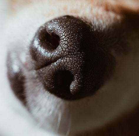 Why Dog Poop Stinks