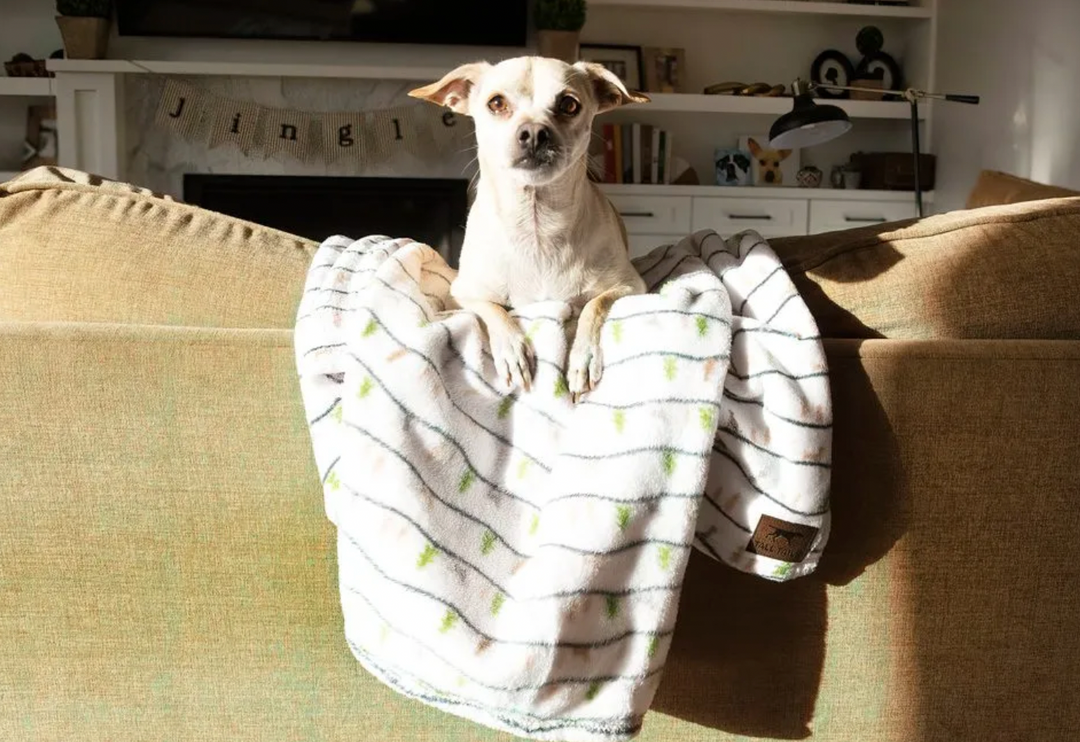 City Dog Magazine knows everything you need to enjoy the holidays with your family, two- and four-legged alike!