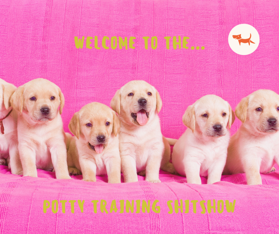 Why Socialization Matters for Potty Training
