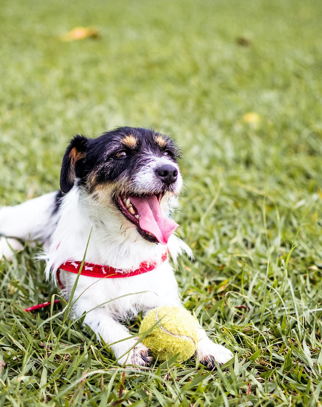 Doo-ty Calls! Time to Spring Clean that Winter Dog Poo