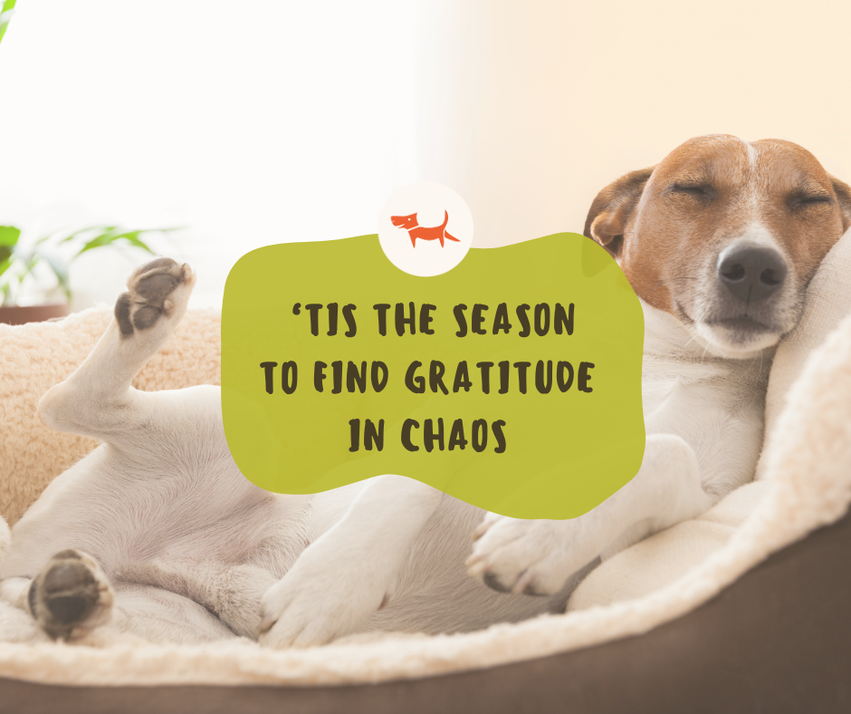 ‘Tis the Season in History to Let Go: Finding Gratitude in Chaos